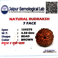 7 Mukhi Indonesia Rudraksha – Original & Certified Saatmukhi Bead